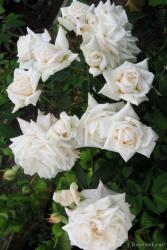 плетистая Уайт Брокад (White Brocade) в тубе